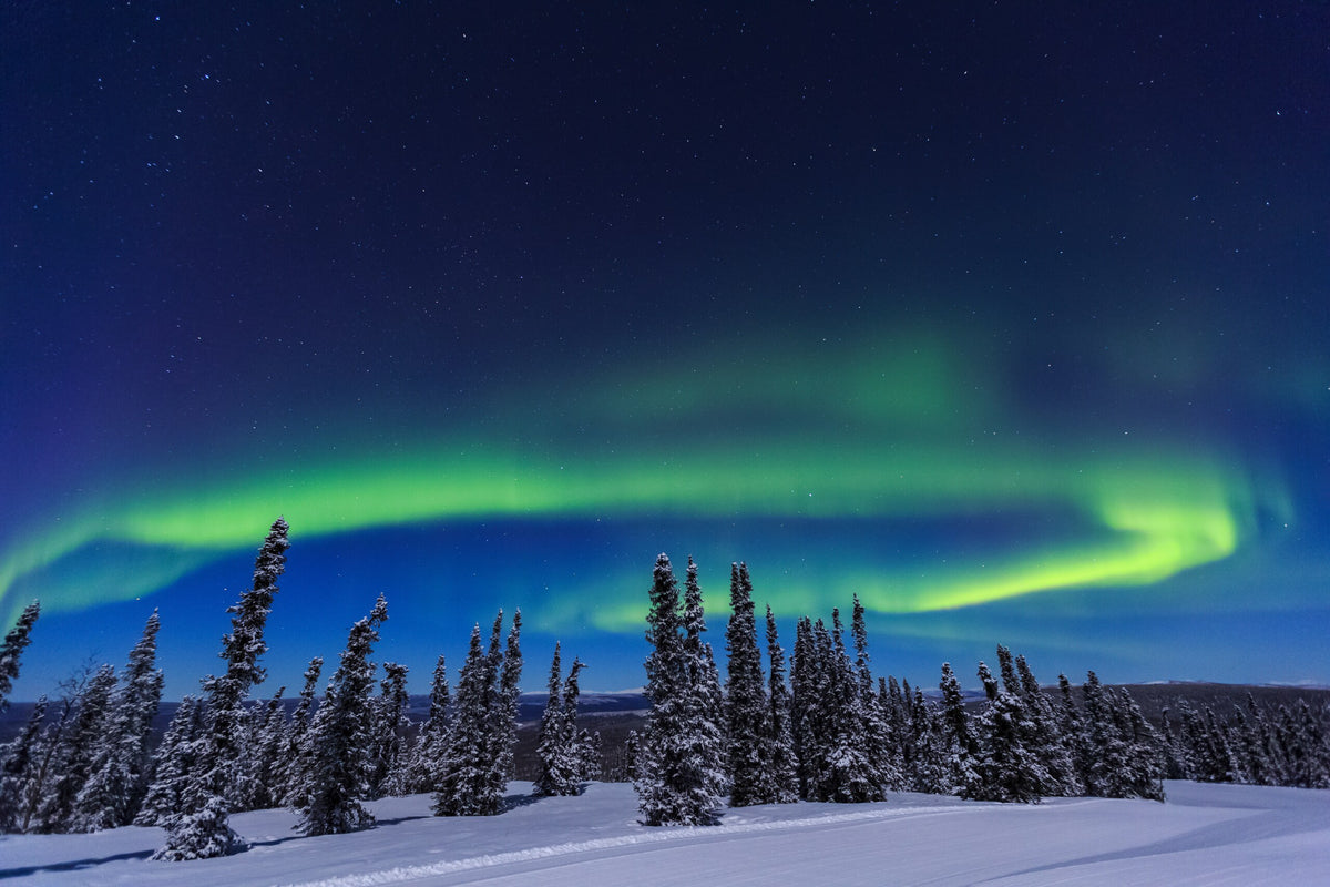 A bright green aurora arc over snow-covered spruce trees near the Arctic Circle in Alaska