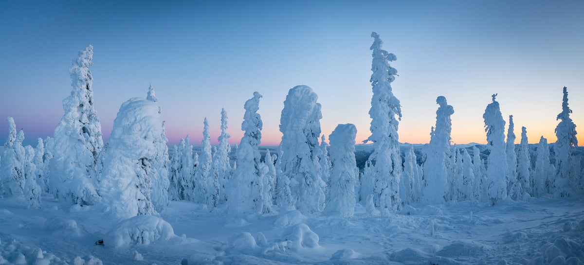 Snow-covered spruce trees at twilight along the Dalton Highway in Interior Alaska
