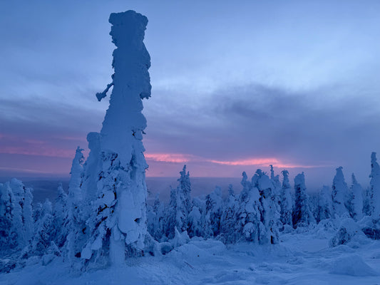 Snow-covered spruce trees against a pink and purple winter sunset along the Dalton Highway, Alaska 5